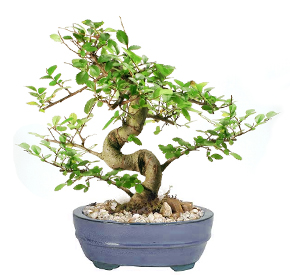 Bonsai